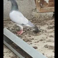 پلاکی سبز بی خط و دوخط جوجه جانسون. جنگلی