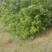 کارگر باغ