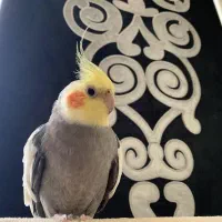 عروس هلندی به اسم تیتو