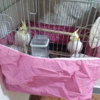 عروس هلندی|پرنده|شوش, |دیوار