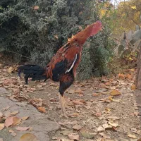 مرغ و خروس لاری|حیوانات مزرعه|پیشوا, |دیوار