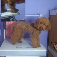 آرایشگر حیوانات اصلاح حیوانات