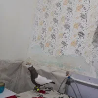 سینه میشکیخوشکل نر|پرنده|تربت جام, حافظ|دیوار