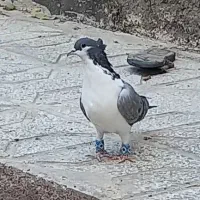 کفتر ساده ماده