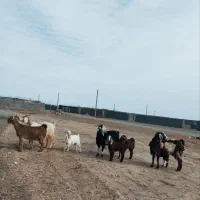 بززاییده|حیوانات مزرعه|زیرکوه, |دیوار