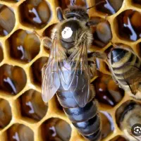 ملکه باکره زنبور کارنیکا از لاین معتبر