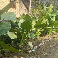 فروش گل باباآدم|گل و گیاه طبیعی|ماسال, |دیوار