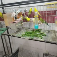 پرنده|پرنده|یزد, |دیوار