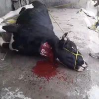 قصاب ذبح دام سبک و سنگین سیار