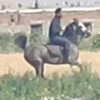 مادیان درجه یک|اسب و تجهیزات اسب‌سواری|کرمانشاه, |دیوار