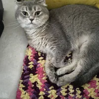 گربه اسکاتیش
