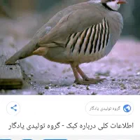 کبوتر|پرنده|صحنه, |دیوار