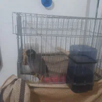 مرغ مینا|پرنده|کوهدشت, |دیوار