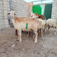 قویون نر و ماده