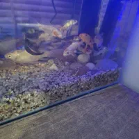 ماهی کوی|ماهی|تهران, شهید رجایی|دیوار