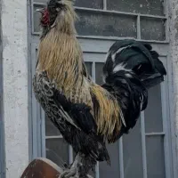 مرغ وخروس برهماولهستانی