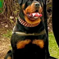 توله روتوایلر نگهبان قدرتمند آمریکایی