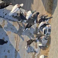 50عددکبوتررنگه پرشی