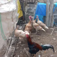 بوقلمون وخروس ومرغ لاری