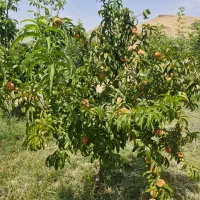 ۲۰۰۰ متر باغ|فروش دفتر صنعتی، کشاورزی، تجاری|خزل, |دیوار