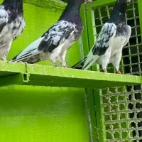 تیدی|پرنده|بندرعباس, |دیوار