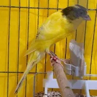 قناری  ماده اماده و کارداده
