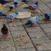 فروش ۸عدد کفتر ذات دار خوب