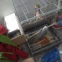 طوطی کوتوله نروماده