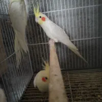 عروس هلندی|پرنده|بندر گناوه, |دیوار