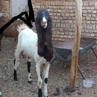 بزغاله ماده پاکستانی پتیری بز|حیوانات مزرعه|کاشمر, |دیوار