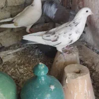 سه تا کفتر باهم|پرنده|اصفهان, آفاران|دیوار