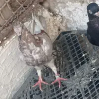 کبوتر گره میلزن