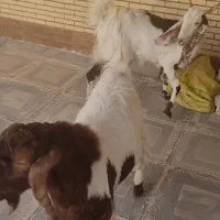 فروش بز و بزغاله