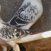 پرنده کبوتر شامی