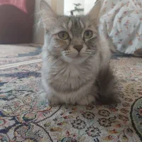 گربه پرشین