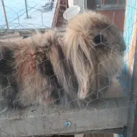 خرگوش لوپ نر