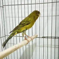 قناری سبز چمنی.  ۹ عدد نر مست.   تک فروشی ندارم