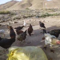 فروش
