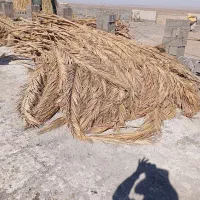 برگ نخل|خدمات باغبانی و درختکاری|رفسنجان, |دیوار