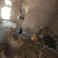 مرغ گلپایگان