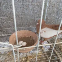 کله سفید کربلایی یکتی|پرنده|اهواز, کمپلو شمالی|دیوار