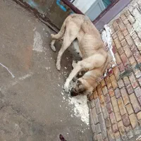 سگ ماده سرابی