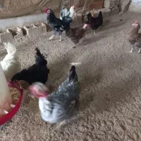 مرغ و خروس|حیوانات مزرعه|اردبیل, |دیوار