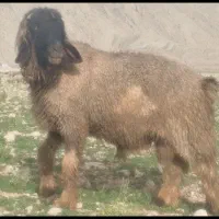 قوچ کاوه میش بره بز پازن