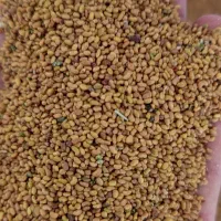 بذر یونجه NBN|خدمات باغبانی و درختکاری|رودبار, |دیوار