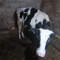 گوساله نر هلشتاین