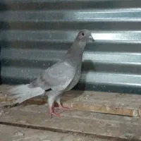 کبوتر جوانه|پرنده|طبس, |دیوار