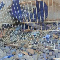 کبوتر|پرنده|جیرفت, |دیوار