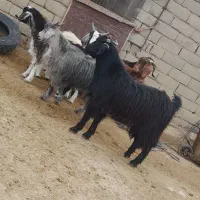 بز‌نر‌‌‌‌‌شیرکان|حیوانات مزرعه|همدان, |دیوار