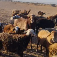 قوچ|حیوانات مزرعه|مشهد, درزآب|دیوار